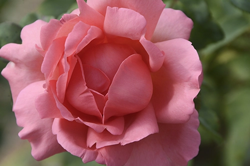 Student Photography Gallery - Pink Rose