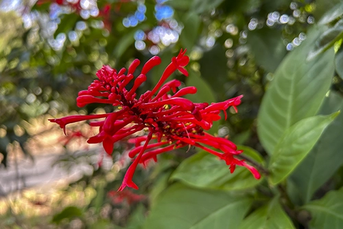Red Flowers at Picnic Point
